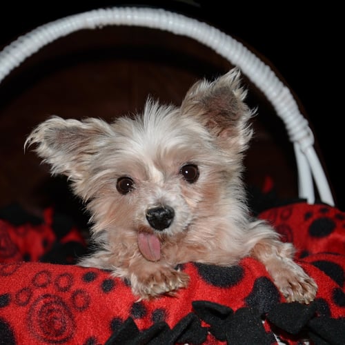 GILLIGAN - Yorkshire Terrier Yorkie available for adoption