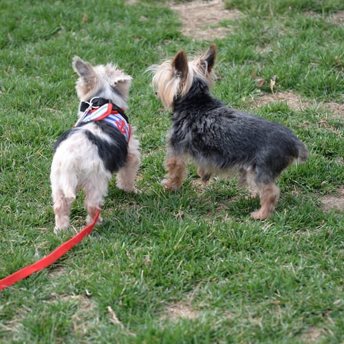 GILLIGAN - Yorkshire Terrier Yorkie available for adoption