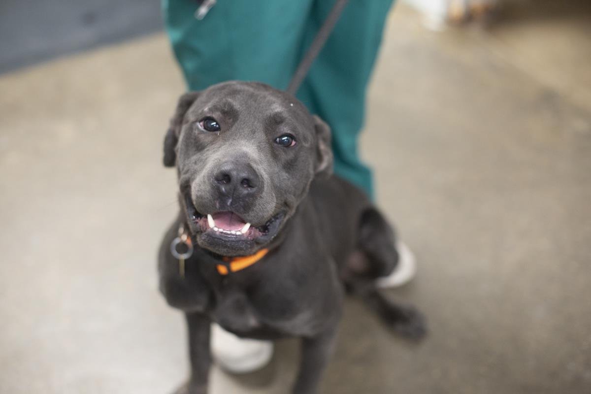 WOODY - Cane Corso Mastiff / Labrador Retriever available for adoption