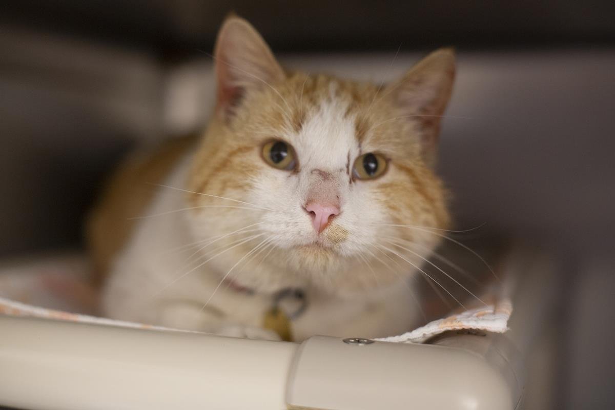 MCGEE - Tabby / Domestic Short Hair available for adoption