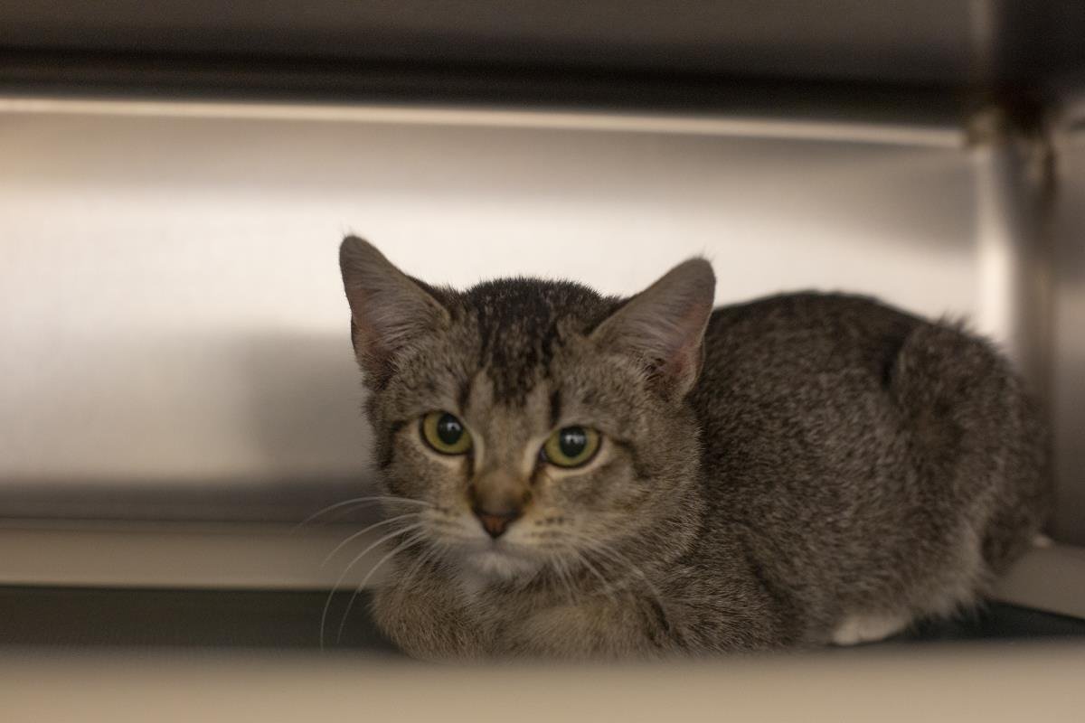 POPPY - Tabby / Domestic Short Hair available for adoption