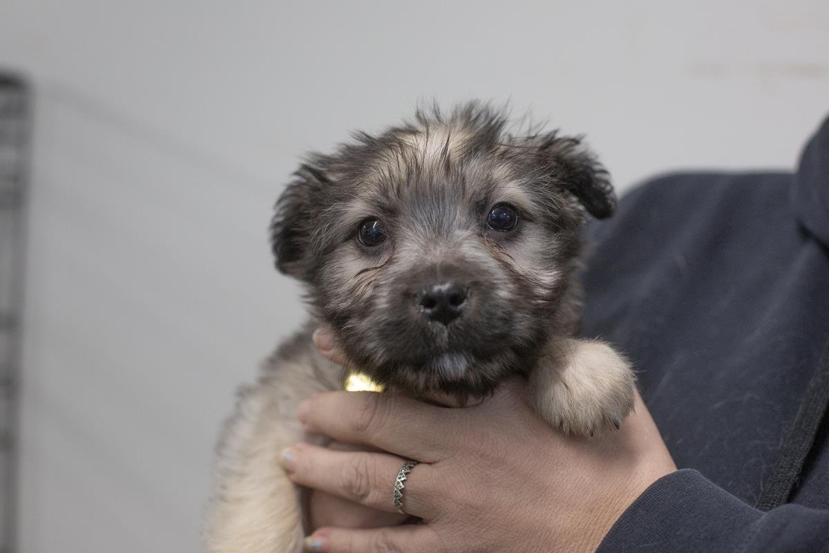 EWOK - Terrier available for adoption