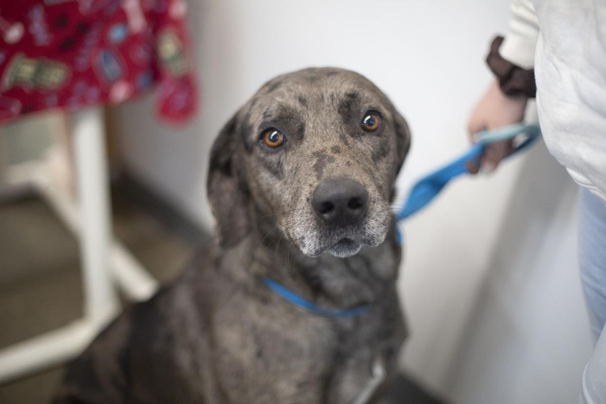 MOBIUS - Catahoula Leopard Dog / Mountain Cur available for adoption