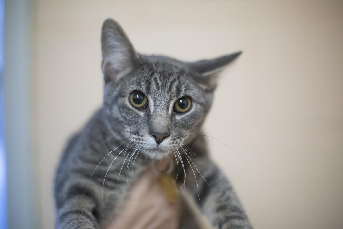 COOKIE - Tabby / Domestic Short Hair available for adoption