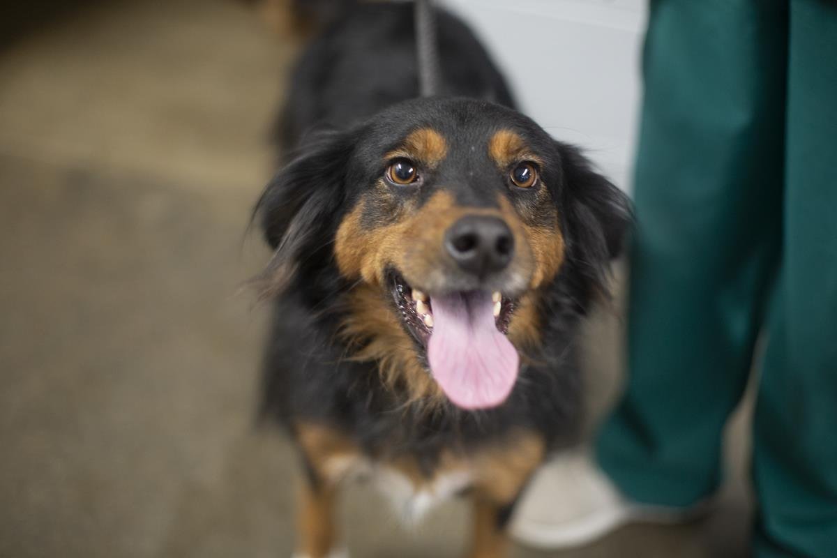 MOMO - Australian Shepherd available for adoption