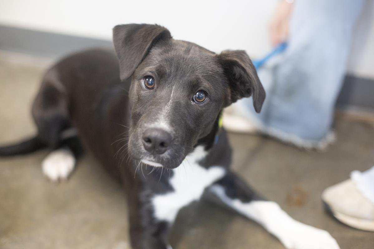 TAMERA - Labrador Retriever / Border Collie available for adoption