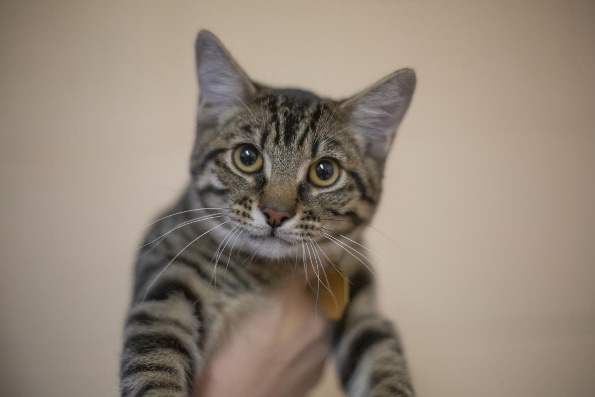 ZEKIE - Tabby / Domestic Short Hair available for adoption
