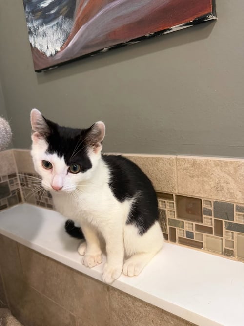 GENE - Domestic Short Hair available for adoption