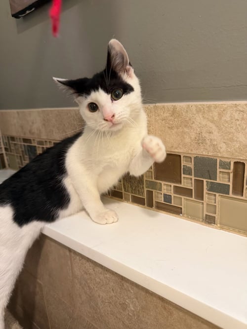 GENE - Domestic Short Hair available for adoption