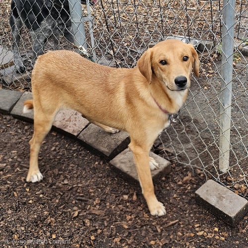 ROCKY - Yellow Labrador Retriever available for adoption