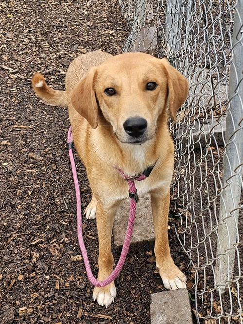 ROCKY - Yellow Labrador Retriever available for adoption
