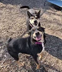 Susie and June Bug - Photo 3