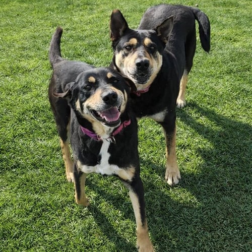 SUSIE AND JUNE BUG - Shepherd available for adoption