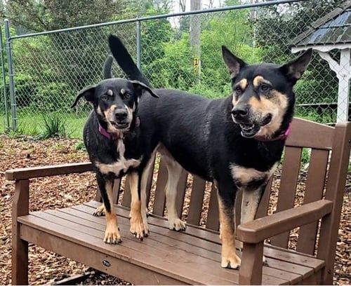 SUSIE AND JUNE BUG - Shepherd available for adoption