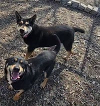 Susie and June Bug - Photo 5