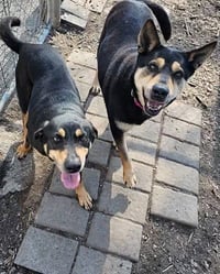 Susie and June Bug - Photo 4