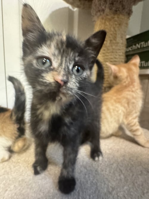 VIDIA - Tortoiseshell / Domestic Short Hair available for adoption