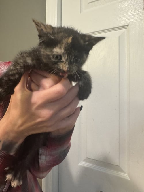 VIDIA - Tortoiseshell / Domestic Short Hair available for adoption
