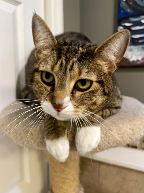 PRINCE - Tabby / Domestic Short Hair available for adoption
