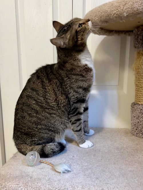 PRINCE - Tabby / Domestic Short Hair available for adoption