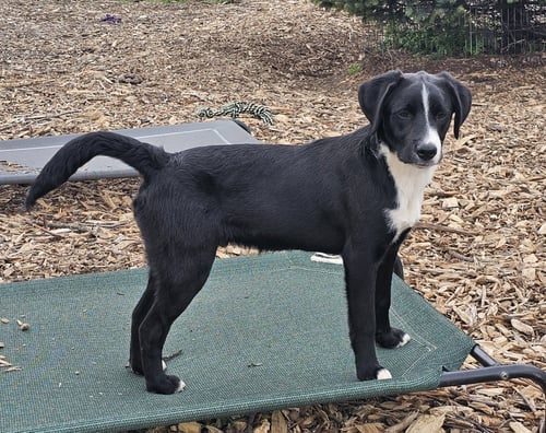 RICKY - Labrador Retriever / Feist available for adoption