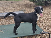 Ricky - Photo 2