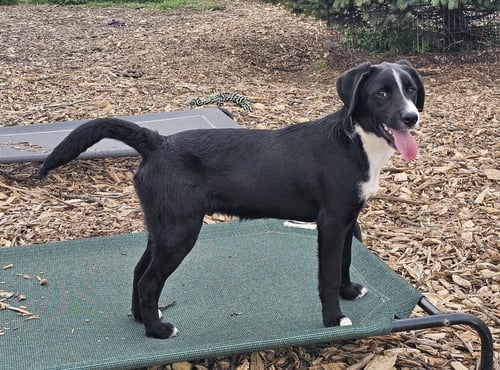 RICKY - Labrador Retriever / Feist available for adoption