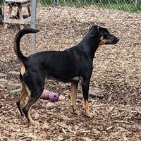Mara - Photo 2