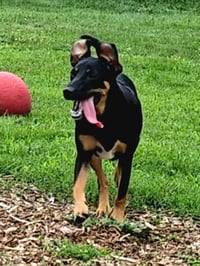 Mara - Photo 1