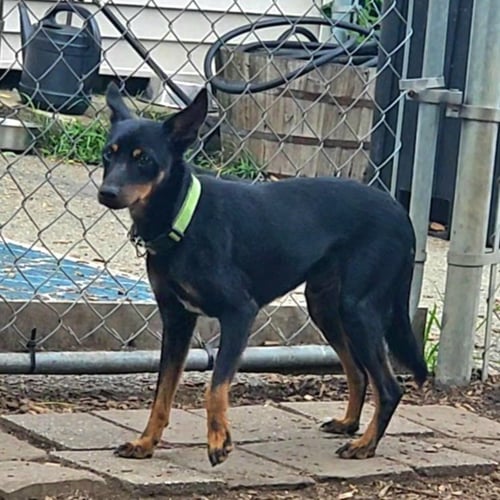 DELMAR - Miniature Pinscher available for adoption