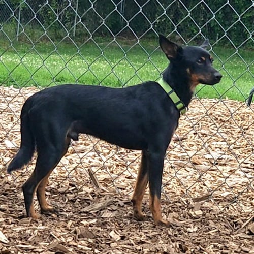DELMAR - Miniature Pinscher available for adoption