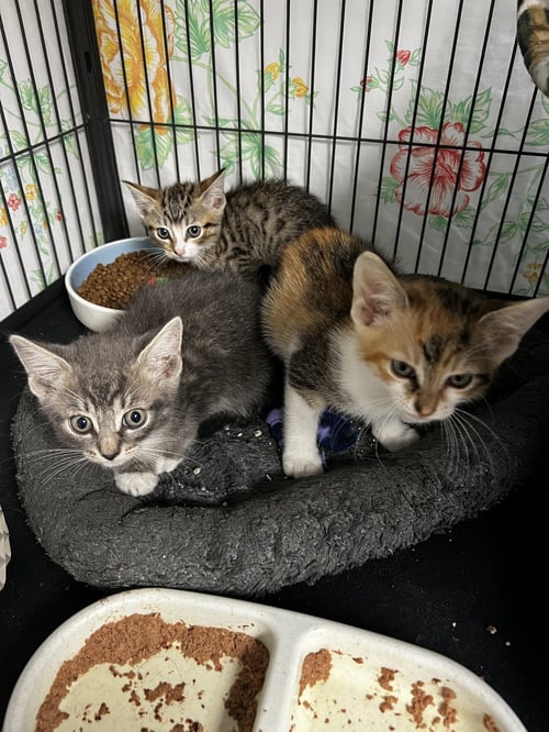 GRAHAM AND NILLA - Tabby / Domestic Short Hair available for adoption