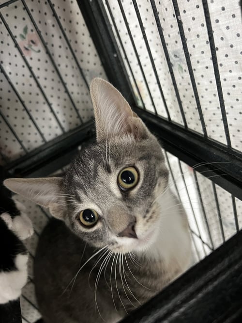 GRAHAM - Tabby / Domestic Short Hair available for adoption