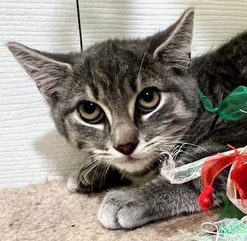 KRACKEL - Tabby / Domestic Short Hair available for adoption