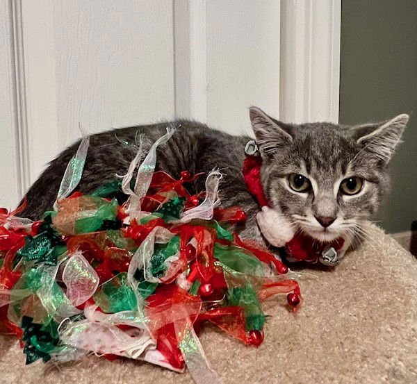 KRACKEL - Tabby / Domestic Short Hair available for adoption