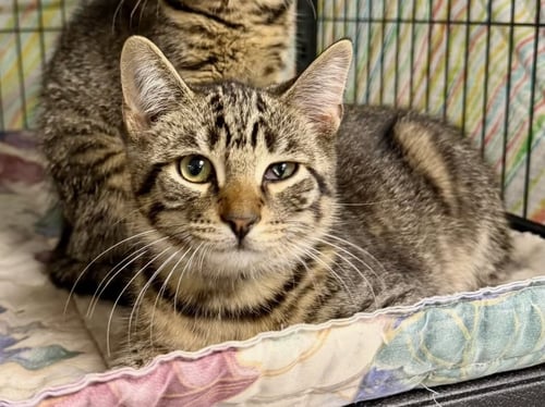 GUIDO - Tabby / Tiger available for adoption