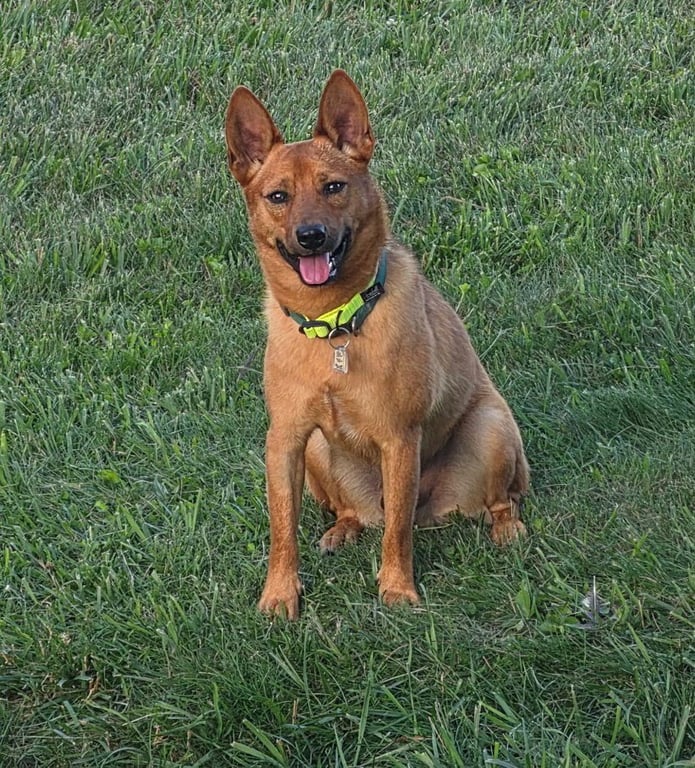 Binks Image