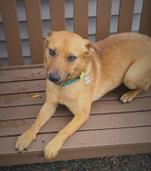 BINKS - Corgi available for adoption