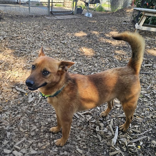 BINKS - Corgi available for adoption
