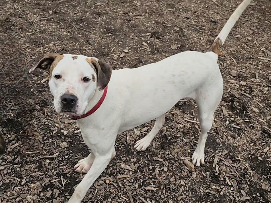 DOT (AND HARLEQUIN) - Hound available for adoption