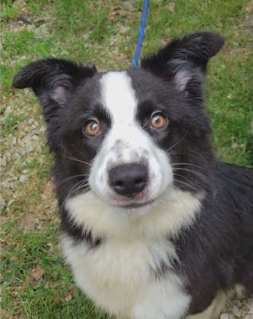 SHELLY - Border Collie available for adoption