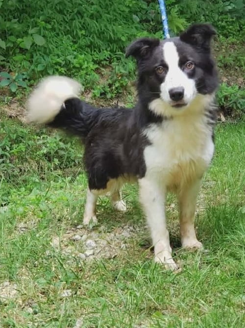 SHELLY - Border Collie available for adoption