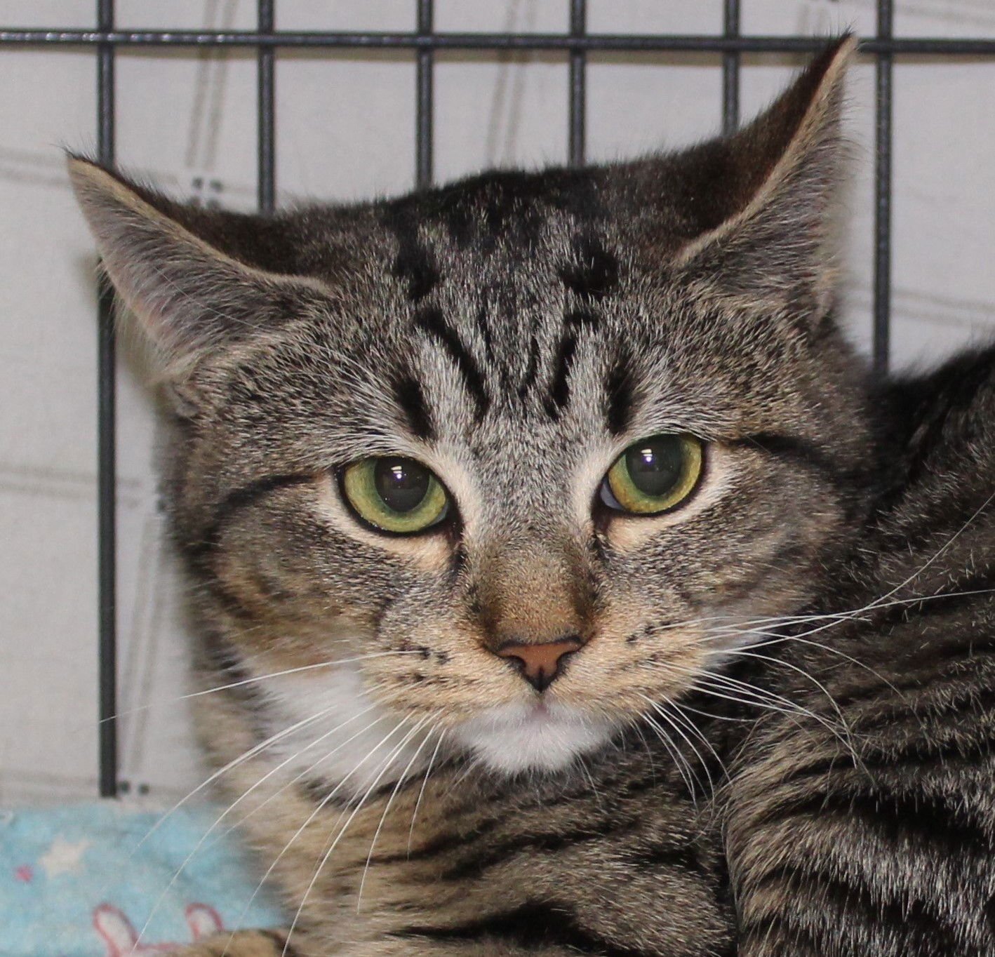 SERENA - Tabby / Domestic Short Hair available for adoption