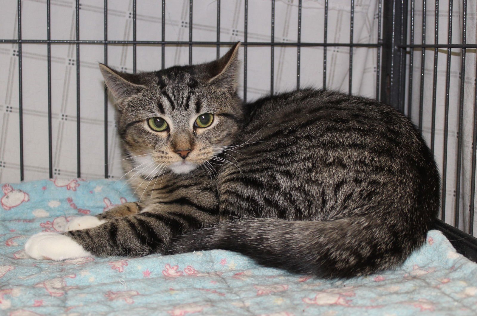 SERENA - Tabby / Domestic Short Hair available for adoption