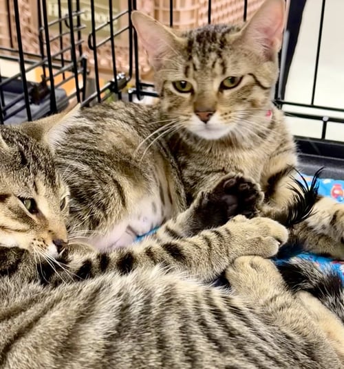 BONNIE AND CLYDE 2 - Tiger / Bengal available for adoption
