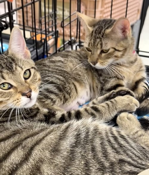 BONNIE AND CLYDE 2 - Tiger / Bengal available for adoption