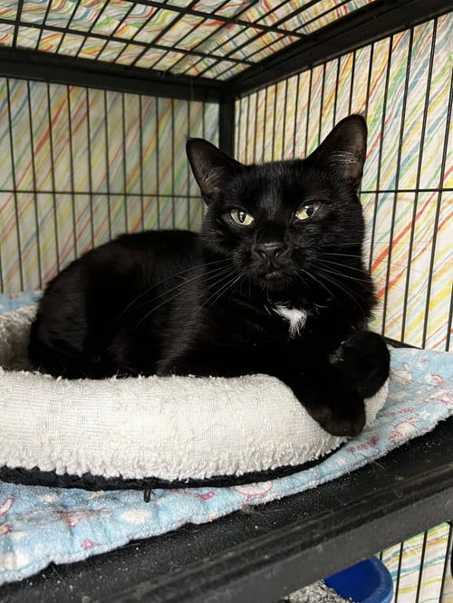JAQWAR - Domestic Short Hair / Tabby available for adoption