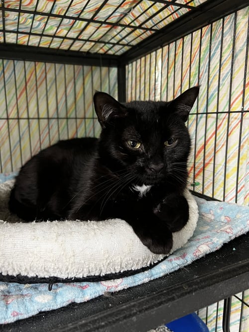 JAQWAR - Domestic Short Hair / Tabby available for adoption