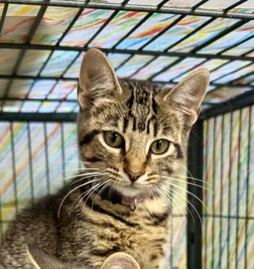 ARTEMIS - Tabby / Tiger available for adoption