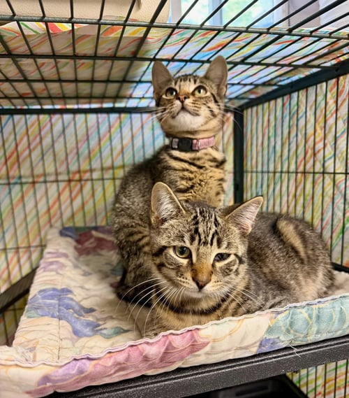 ARTEMIS - Tabby / Tiger available for adoption